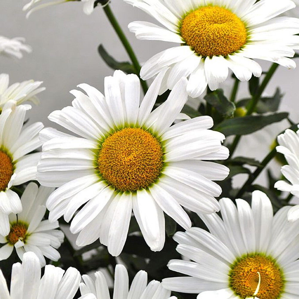 Shasta Daisy 'Kilimanjaro'