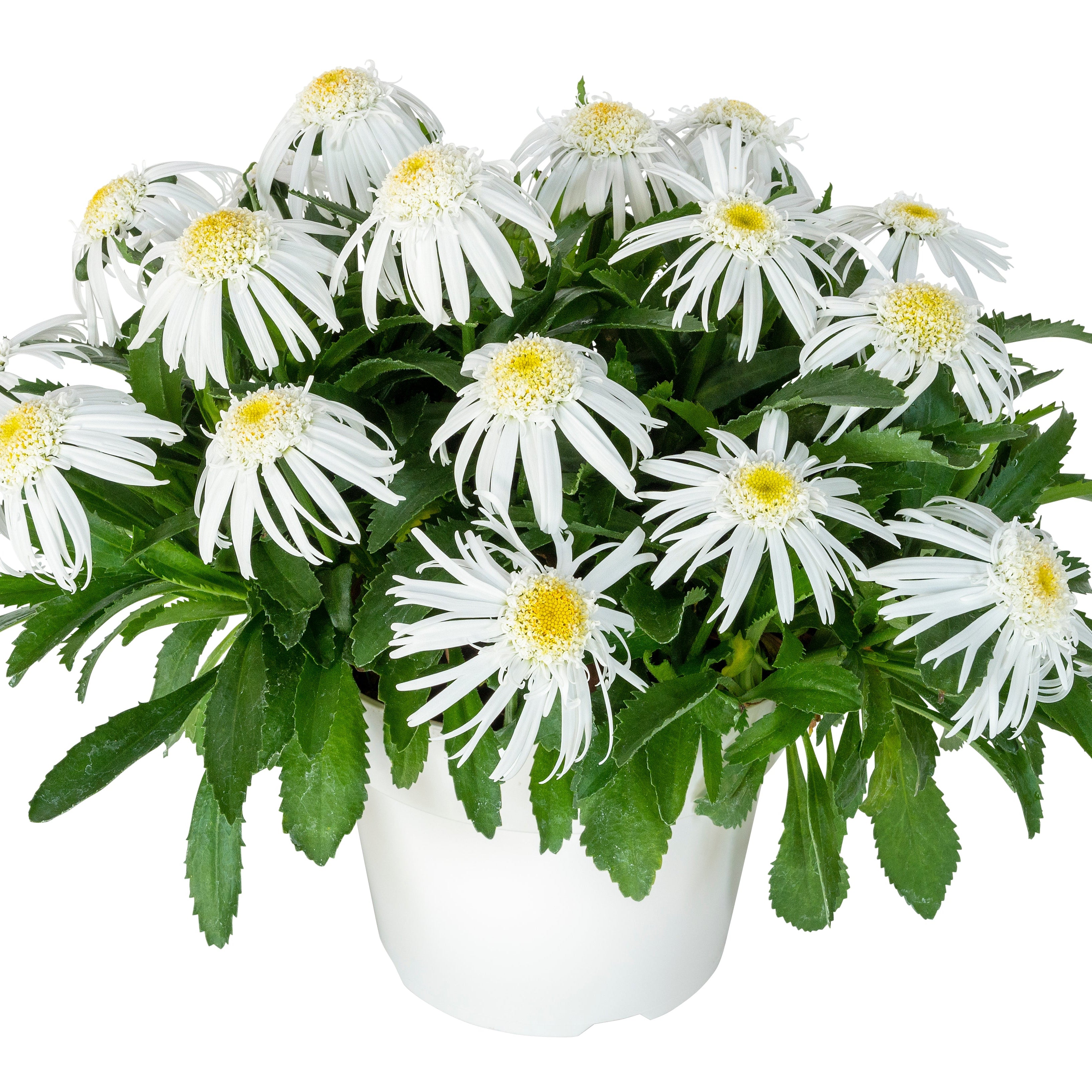Shasta Daisy 'Carpet Angel®'
