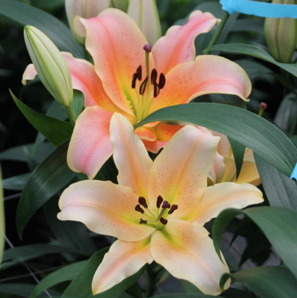 Lily Bash '26 – The Groovy Plants Ranch LLC