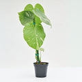 Monstera 'Thai Constellation'