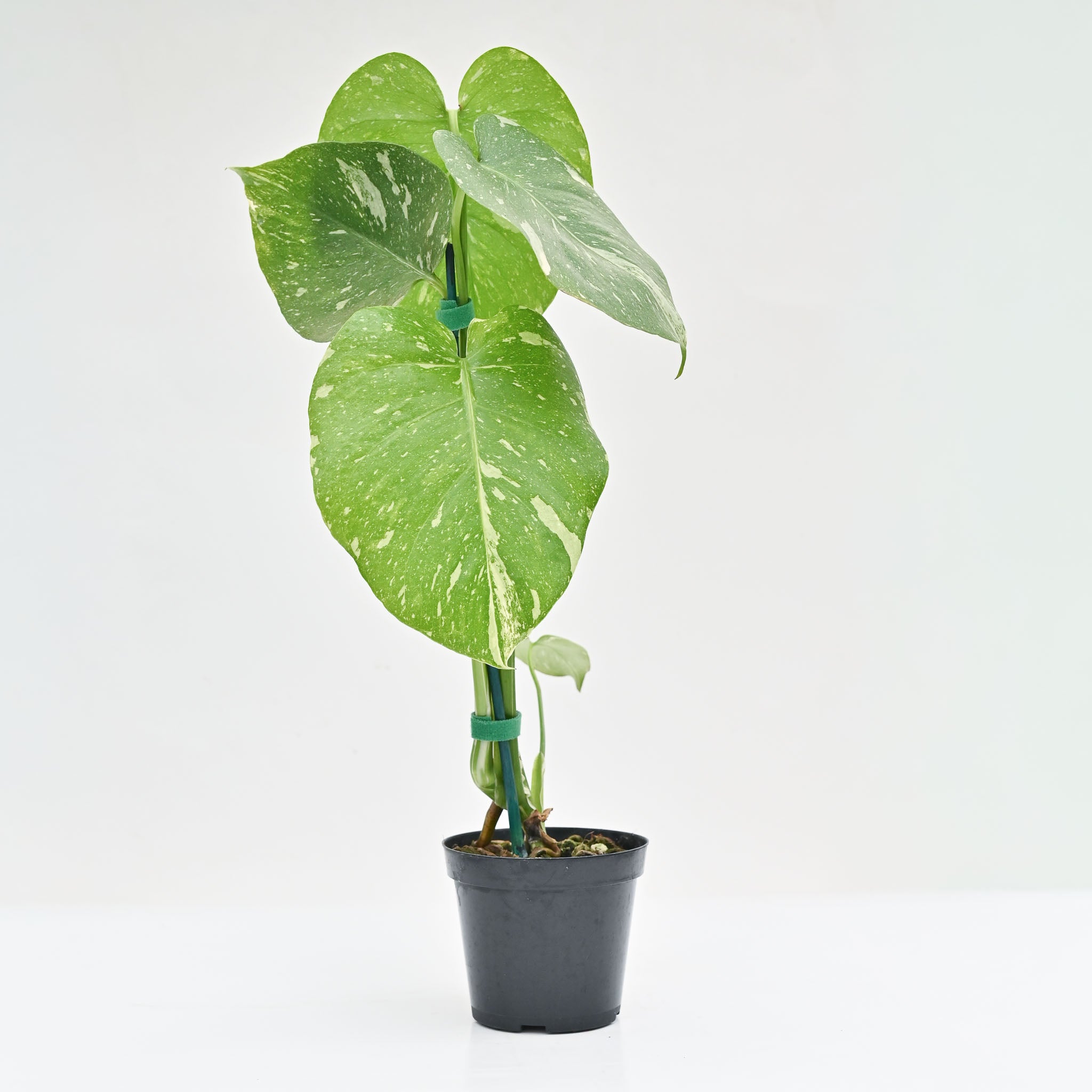 Monstera 'Thai Constellation'