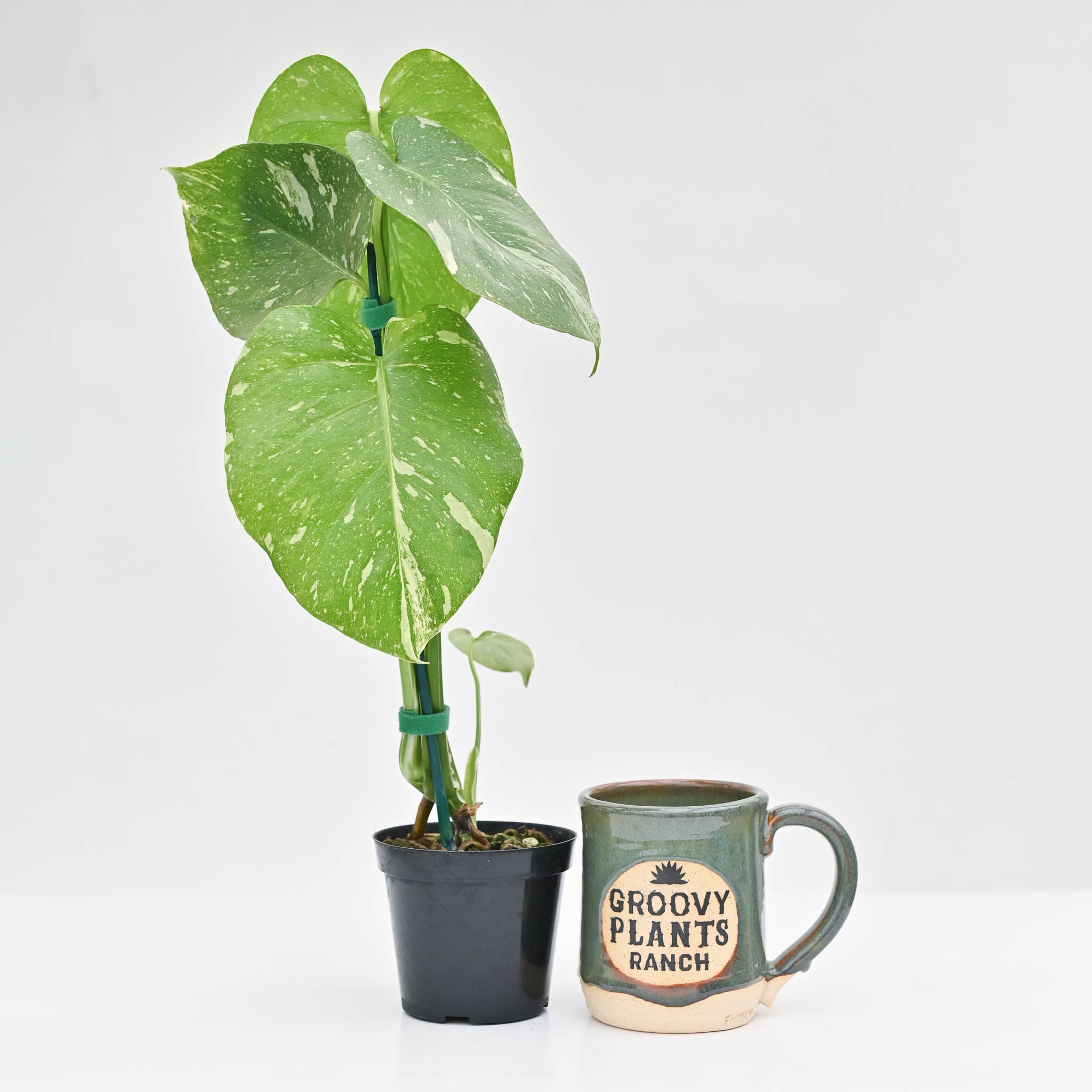 Monstera 'Thai Constellation'