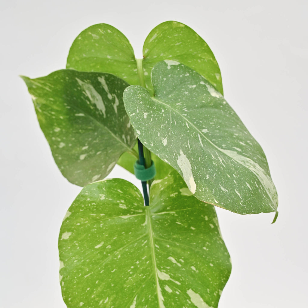 Monstera 'Thai Constellation'