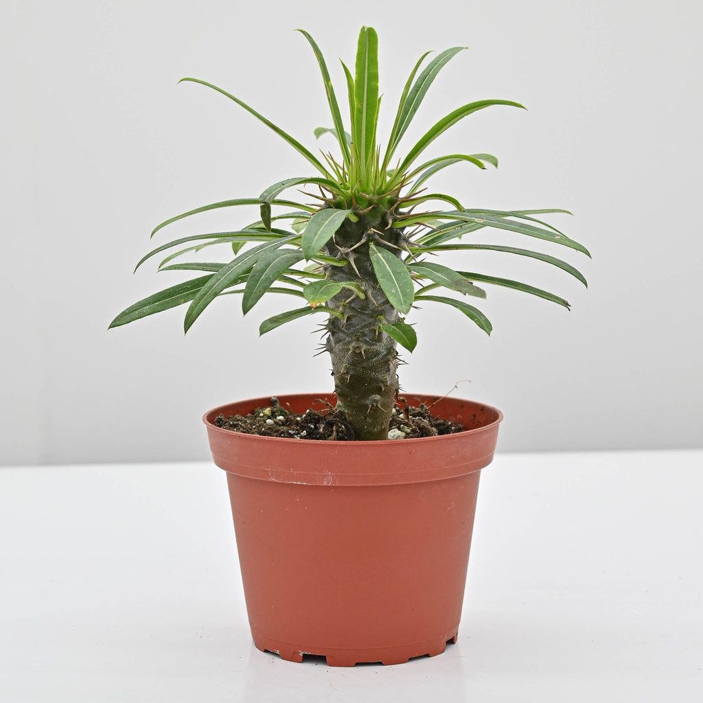 Madagascar Palm | Pachypodium lamerei
