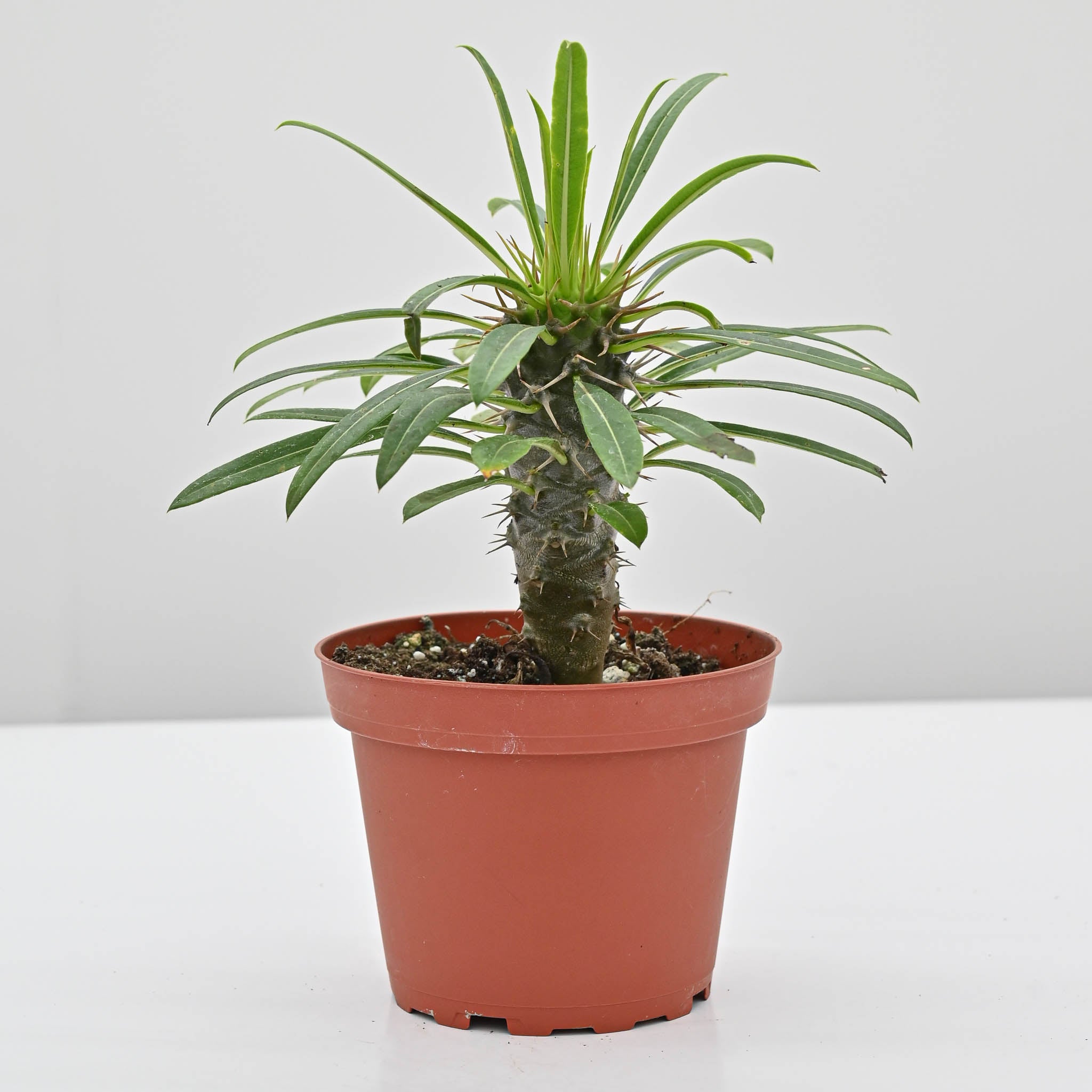 Madagascar Palm | Pachypodium lamerei