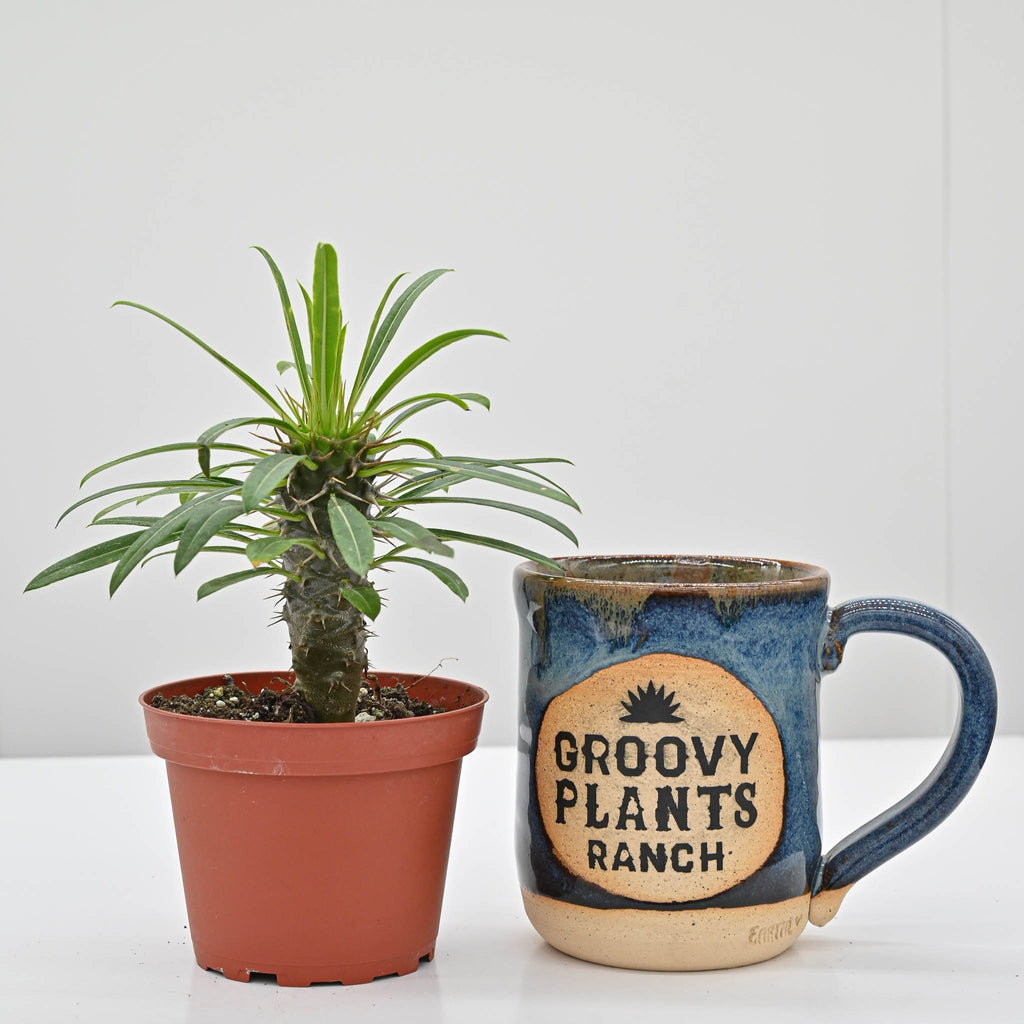 Madagascar Palm | Pachypodium lamerei