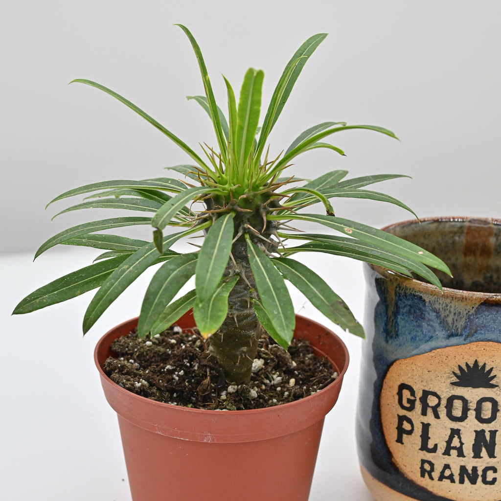 Madagascar Palm | Pachypodium lamerei