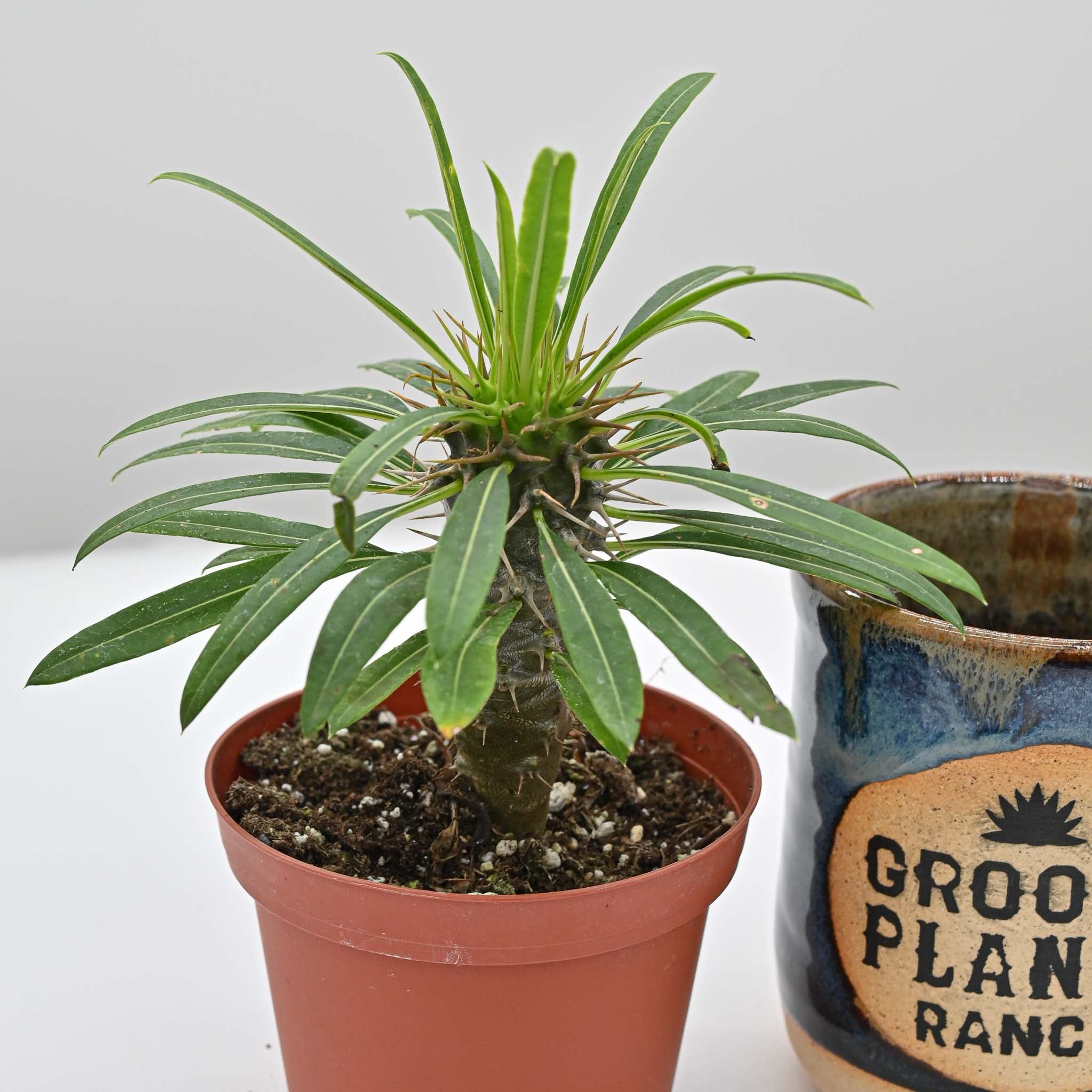 Madagascar Palm | Pachypodium lamerei