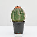 Dwarf Turk's Cap | Melocactus Matanzanus