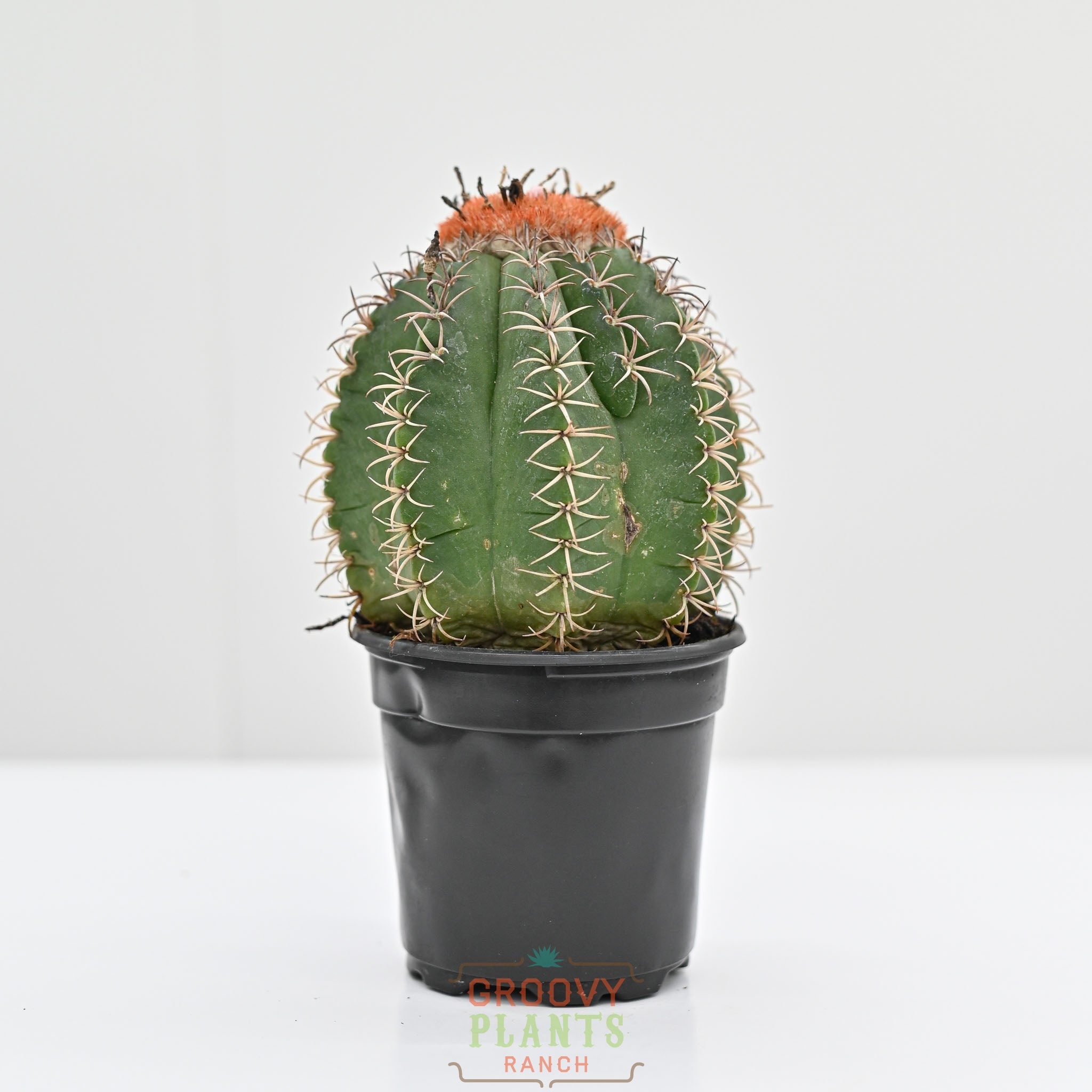 Dwarf Turk's Cap | Melocactus Matanzanus