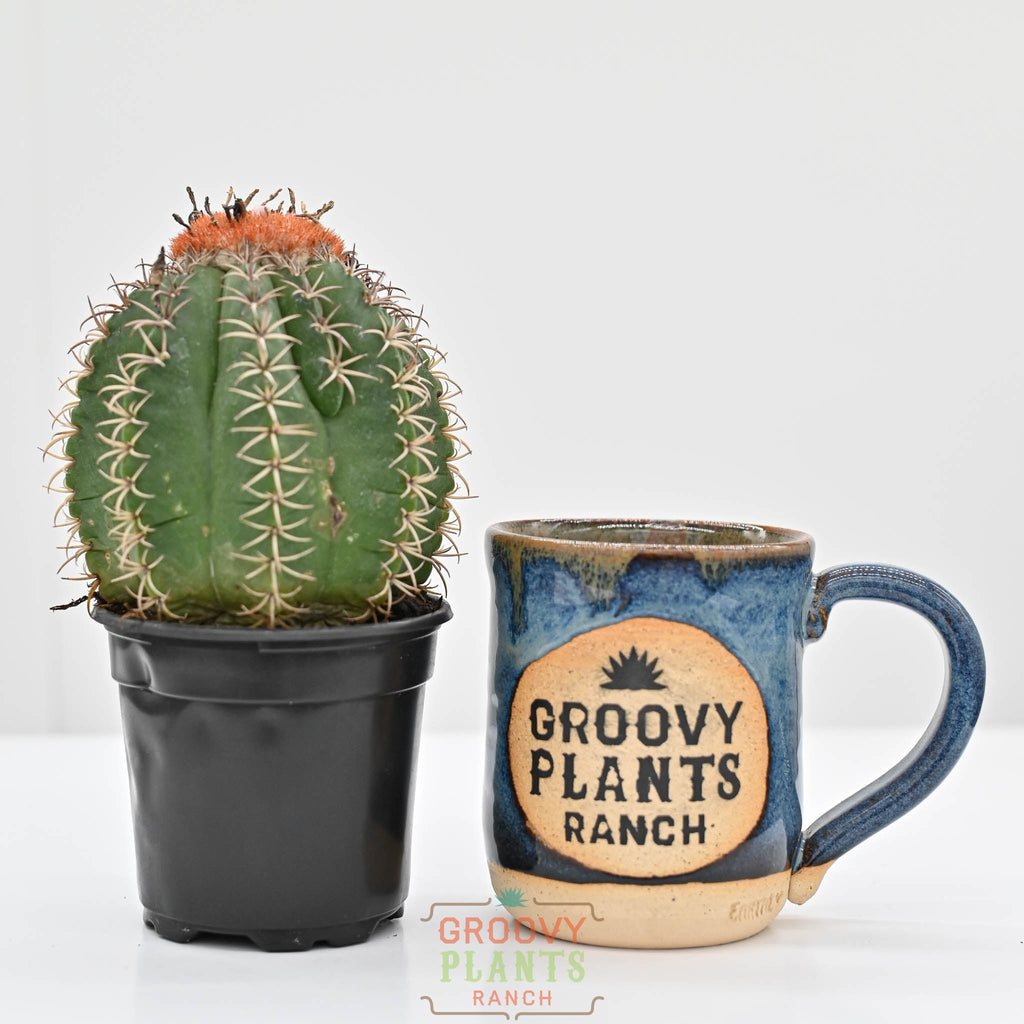 Dwarf Turk's Cap | Melocactus Matanzanus