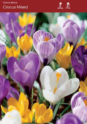 Crocus large flowering Mix ~ 25 Blubs for Pickup in Fall