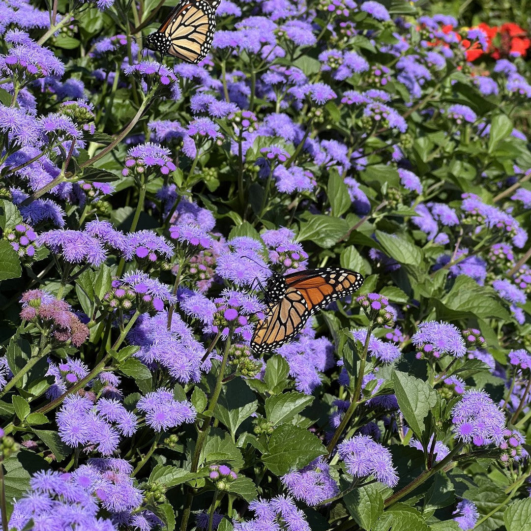 Monarch Smorgasbord (24 Plants) - 'MONARCH MAGIC' AGERATUM