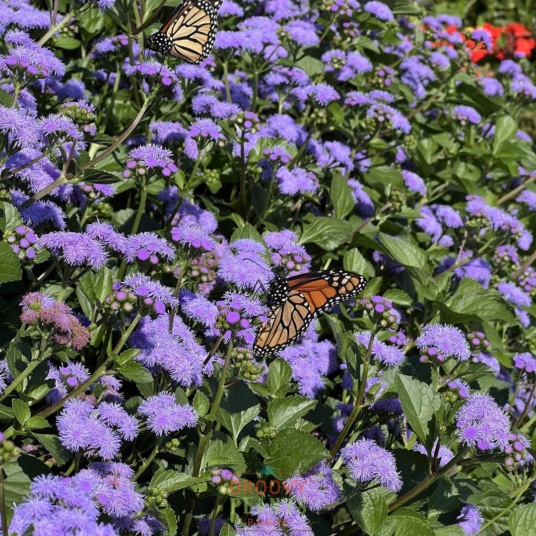 'Monarch Magic' Ageratum ~ Monarch Mania of 24 Plants for Preorder