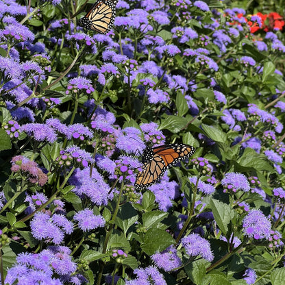 Monarch Smorgasbord (24 Plants) - 'MONARCH MAGIC' AGERATUM