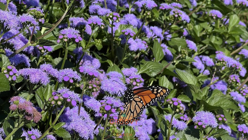 'Monarch Magic' Ageratum ~ Trio of 3 Hefty Plants for Preorder