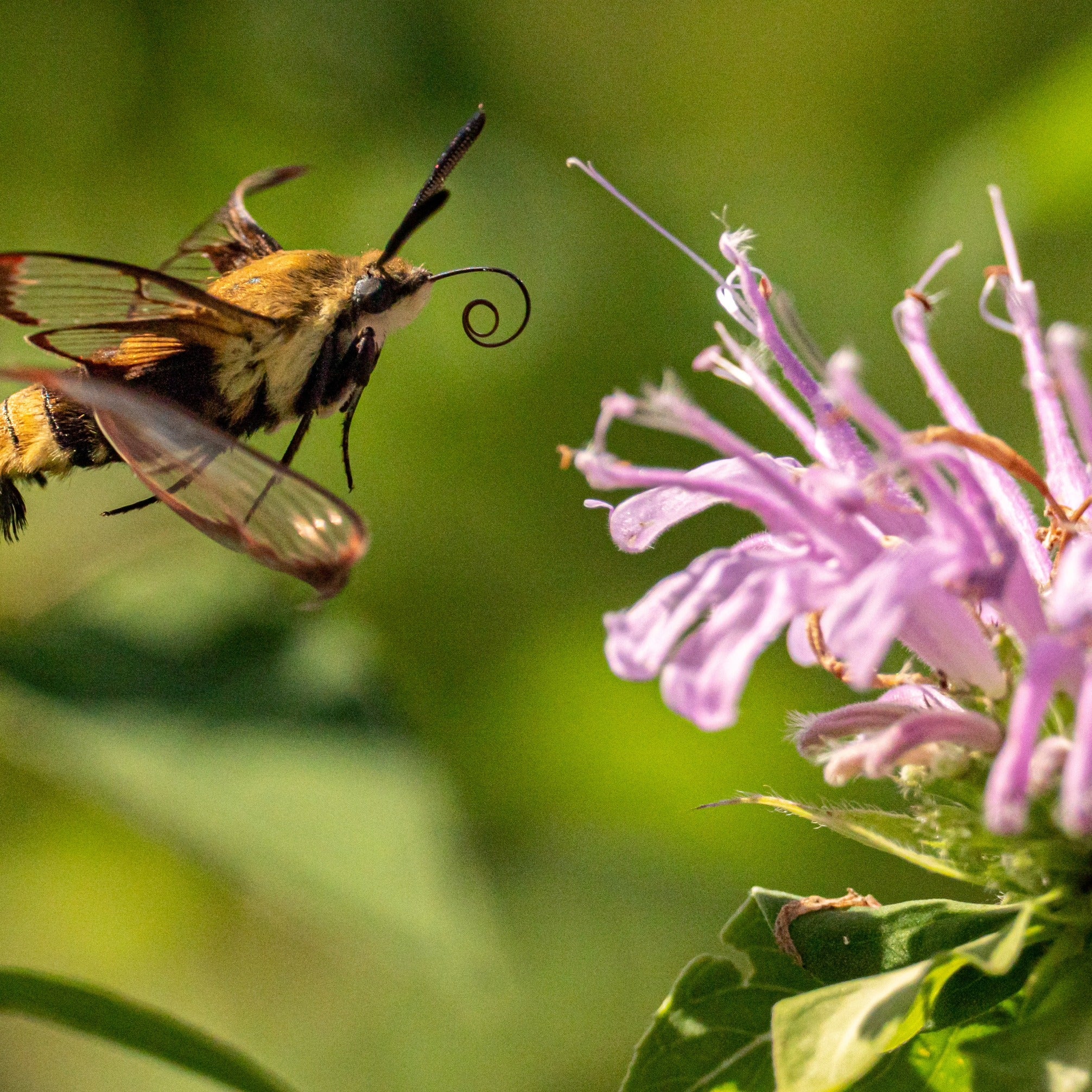 Bee Balm Wild Bergamot ~ Trio of 3 Hefty Plants for Preorder