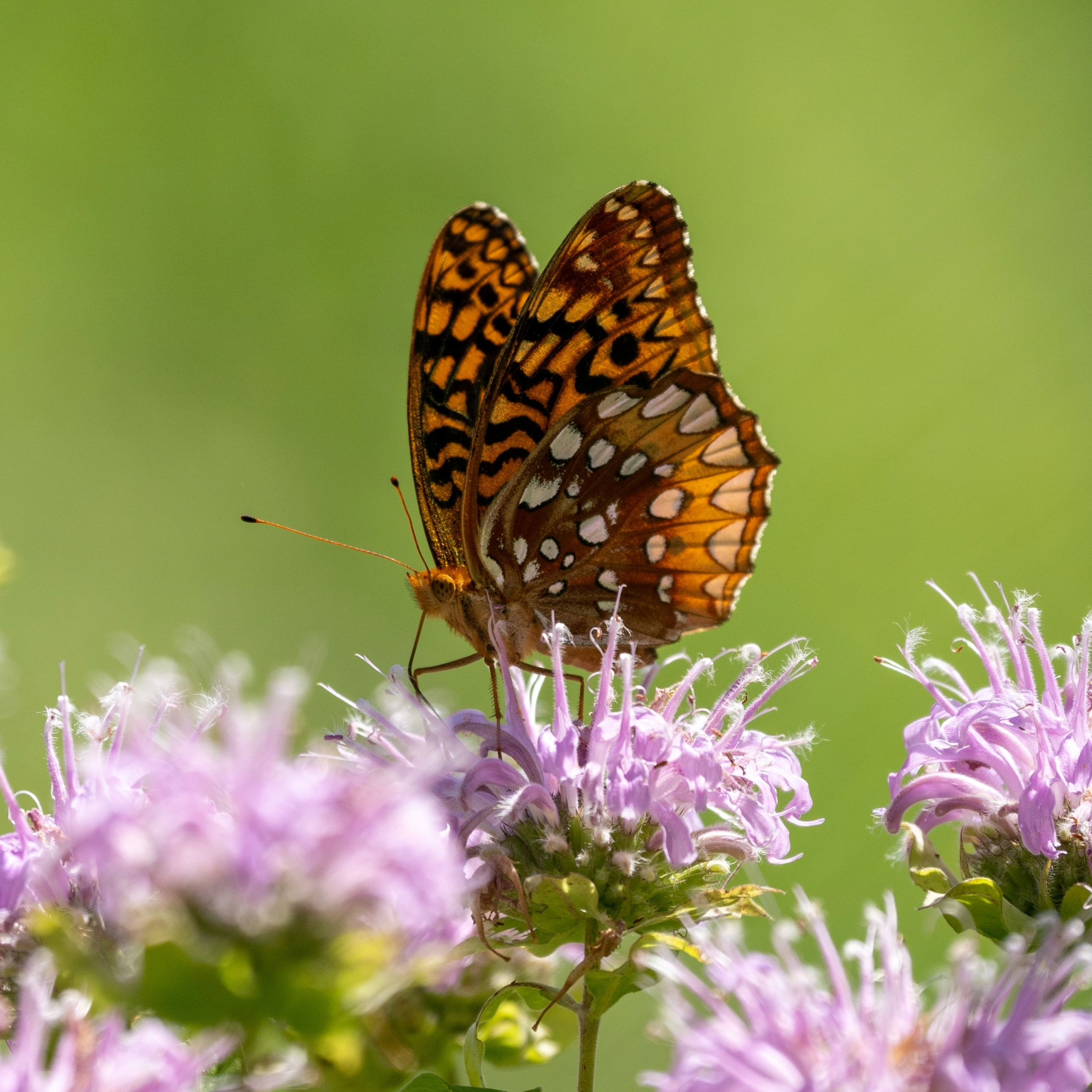 Bee Balm Wild Bergamot ~ Trio of 3 Hefty Plants for Preorder