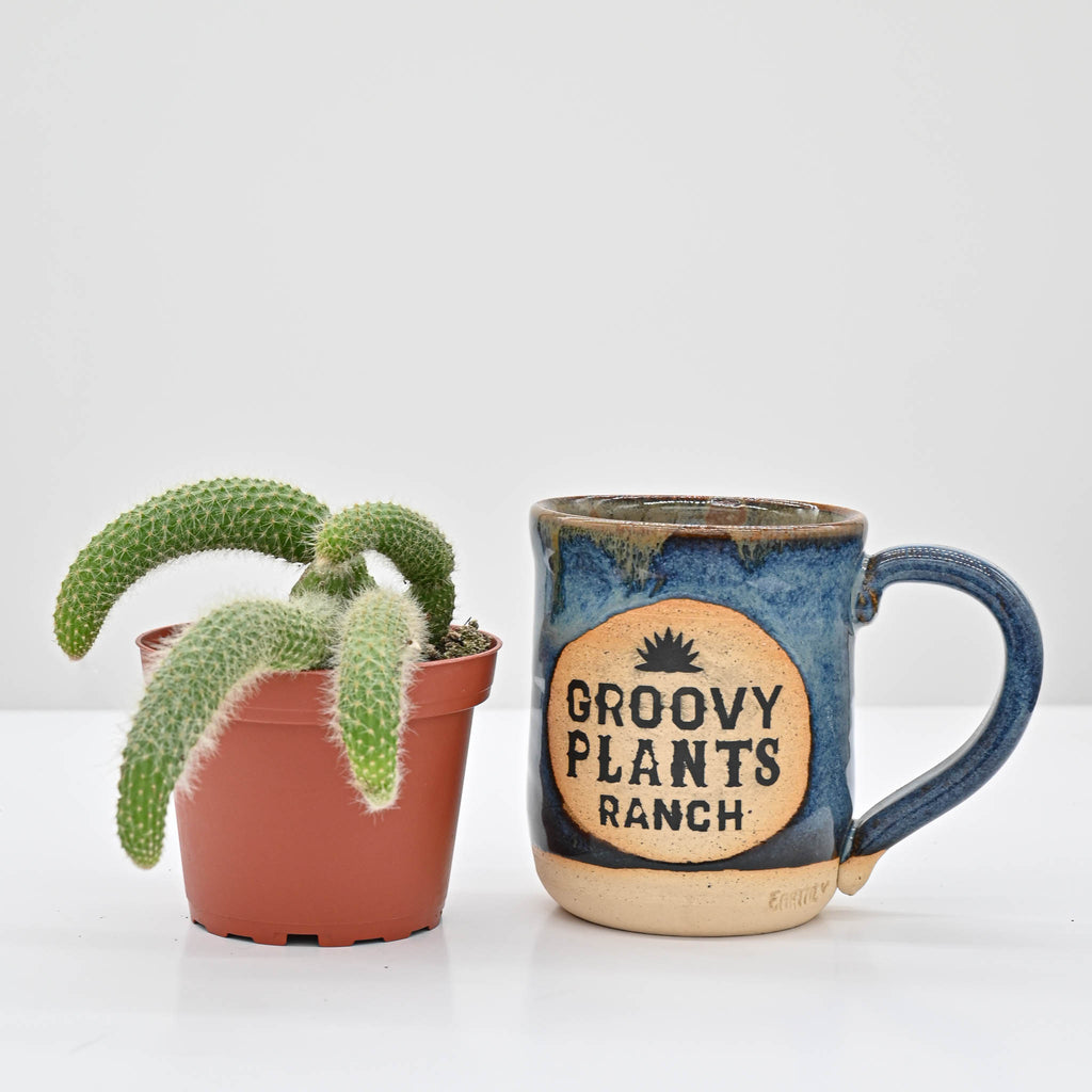 Monkey Tail Cactus | Cleistocactus (Hildewintera) Colademononis