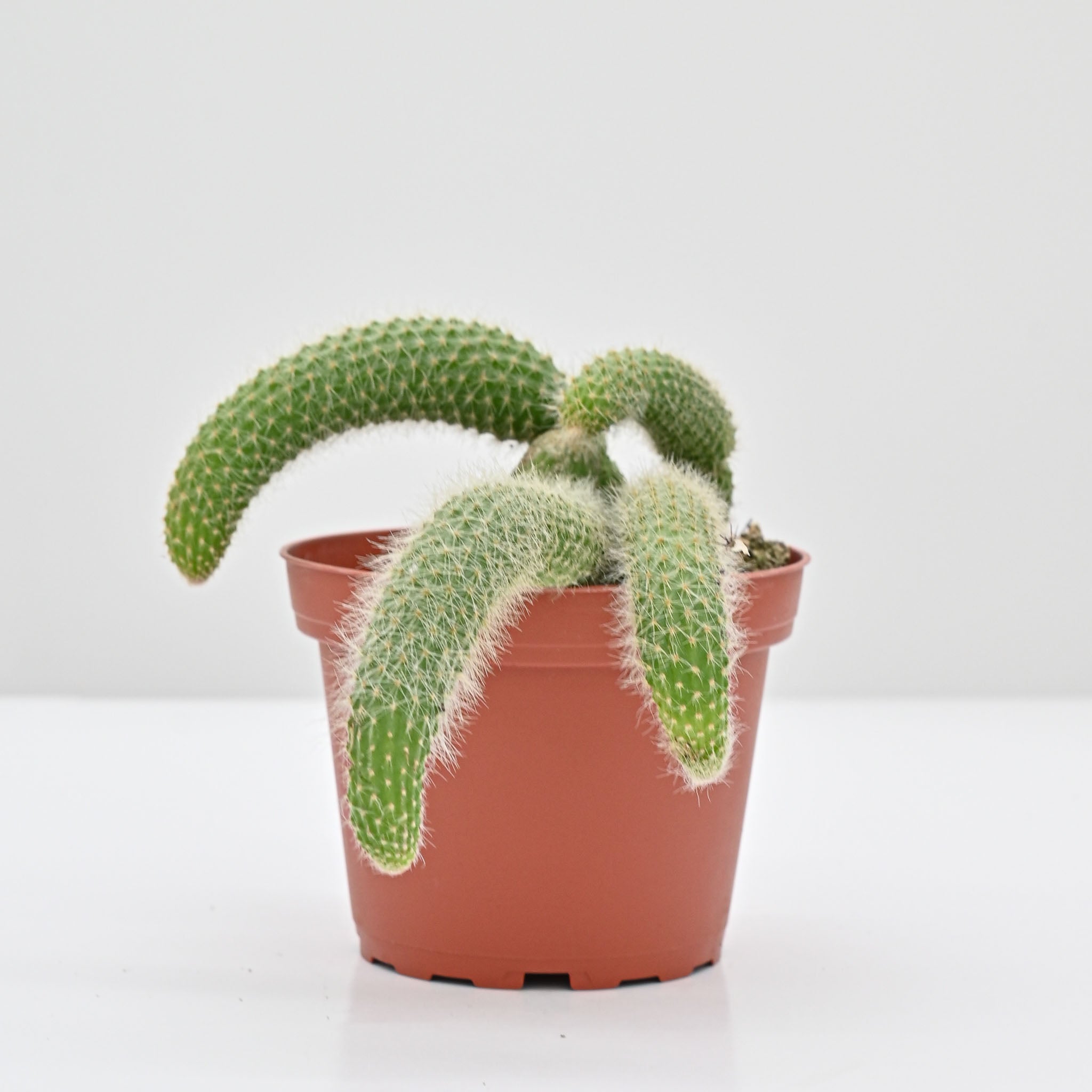 Monkey Tail Cactus | Cleistocactus (Hildewintera) Colademononis