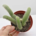 Monkey Tail Cactus | Cleistocactus (Hildewintera) Colademononis
