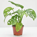 Swiss Cheese Plant | Monstera Adansonii