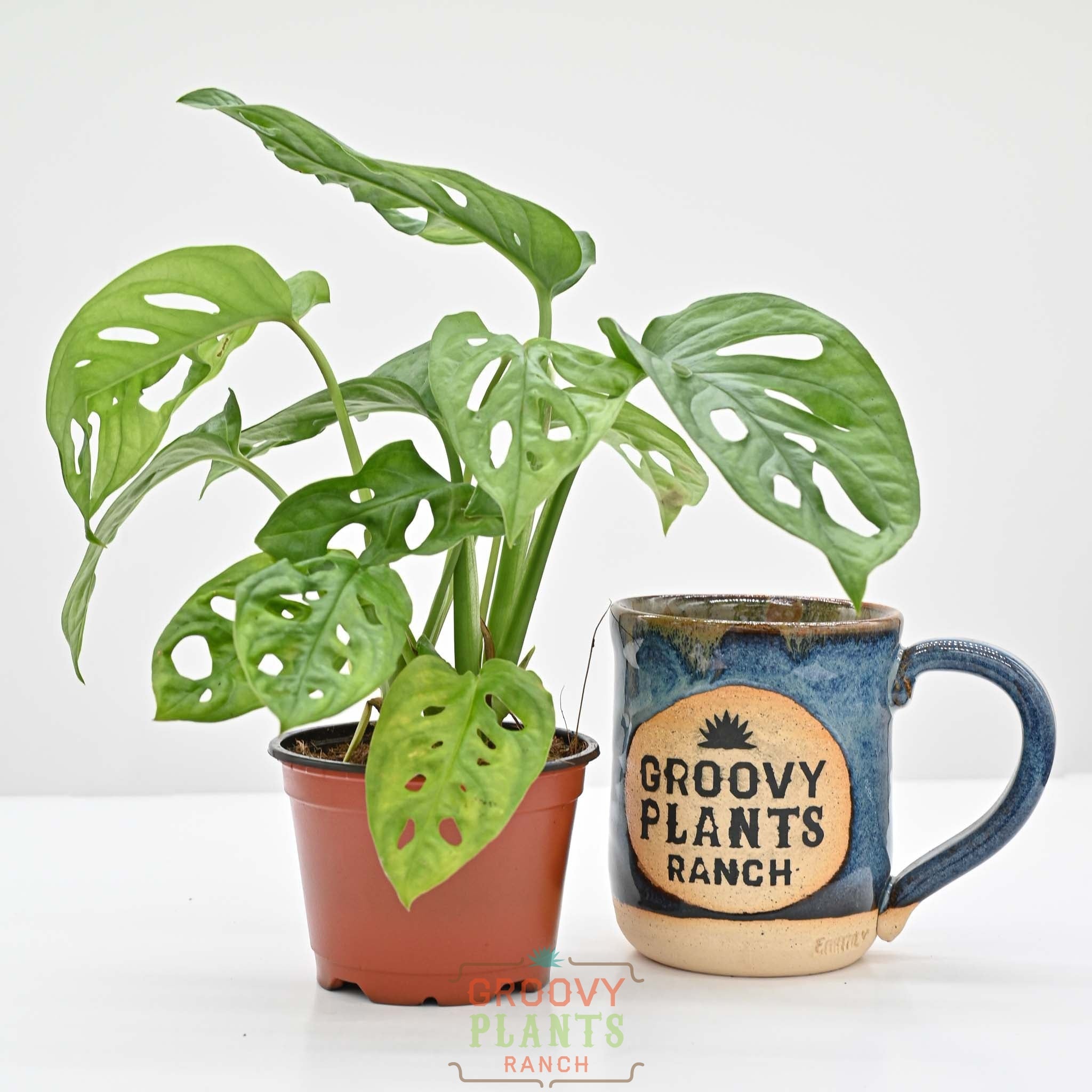 Swiss Cheese Plant | Monstera Adansonii – The Groovy Plants Ranch LLC