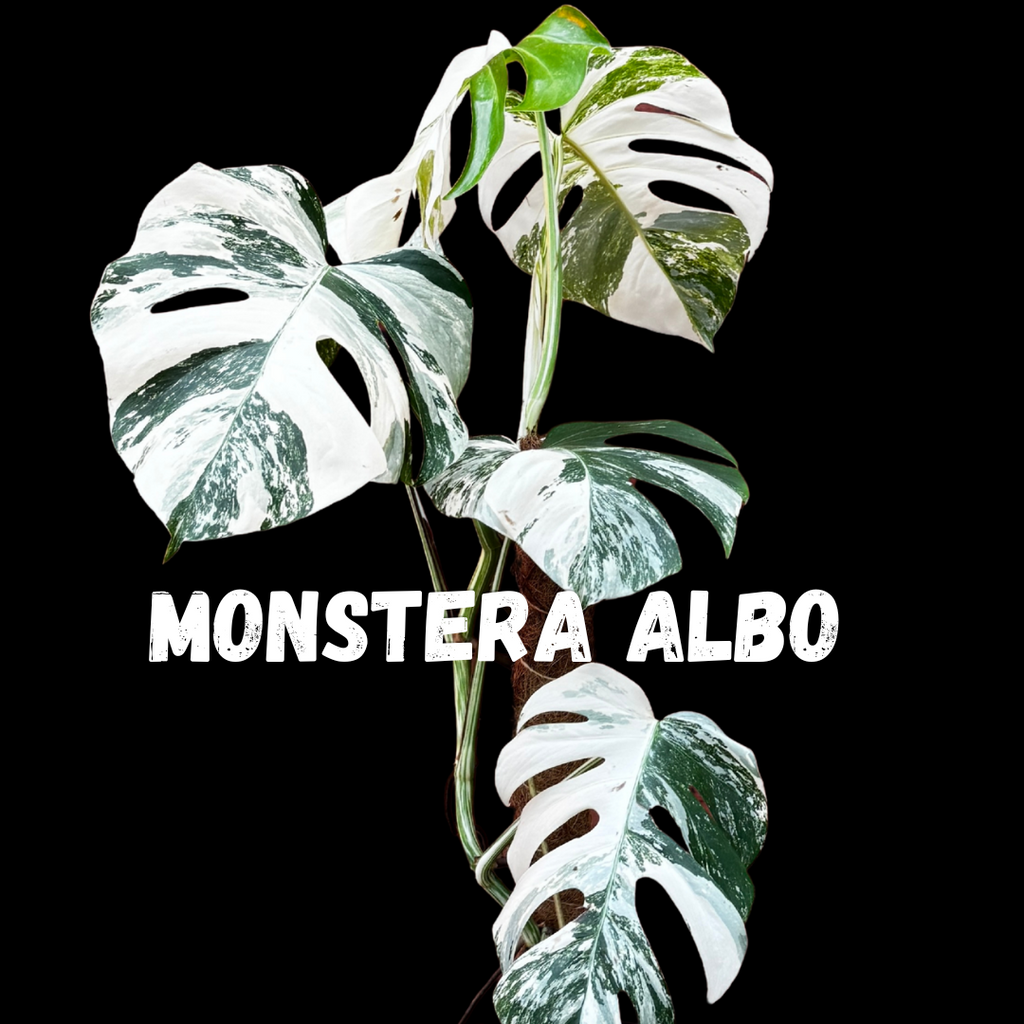 Monstera deliciosa 'Albo'