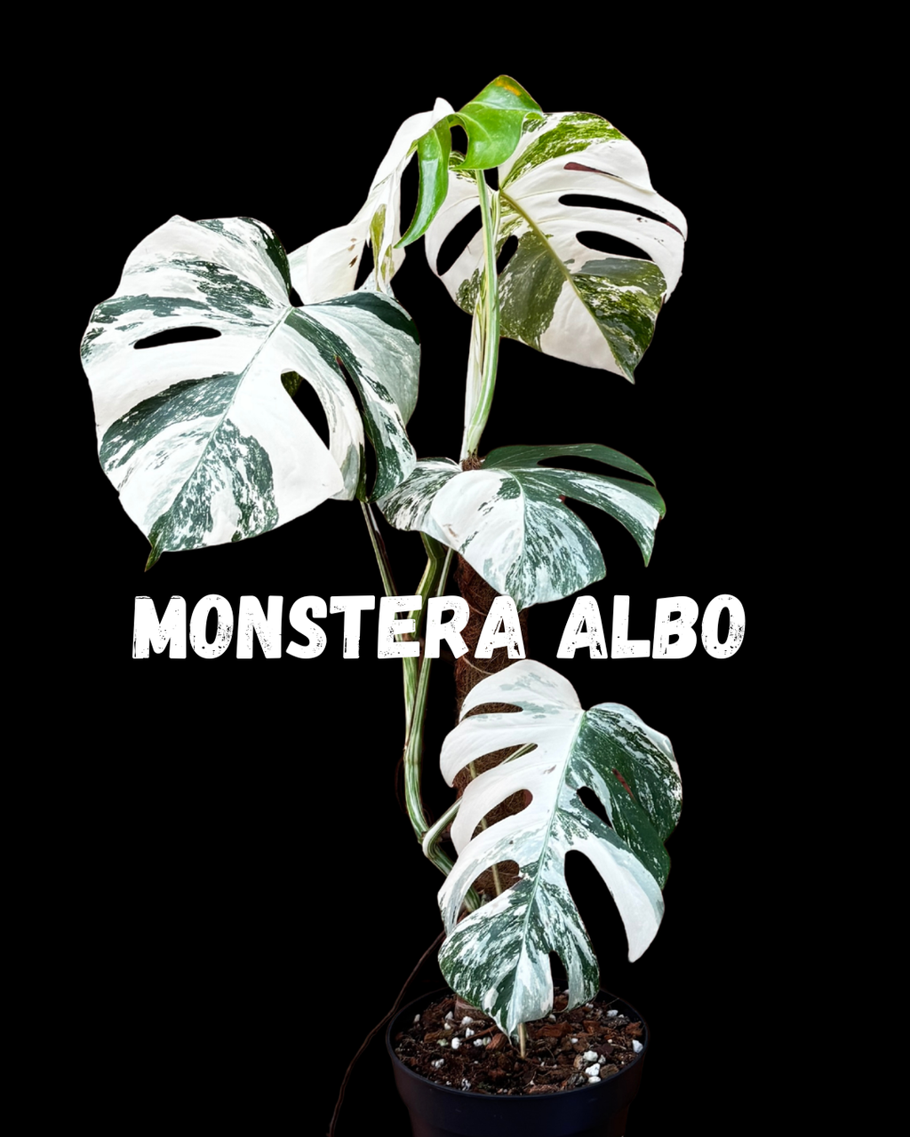 Monstera deliciosa 'Albo'