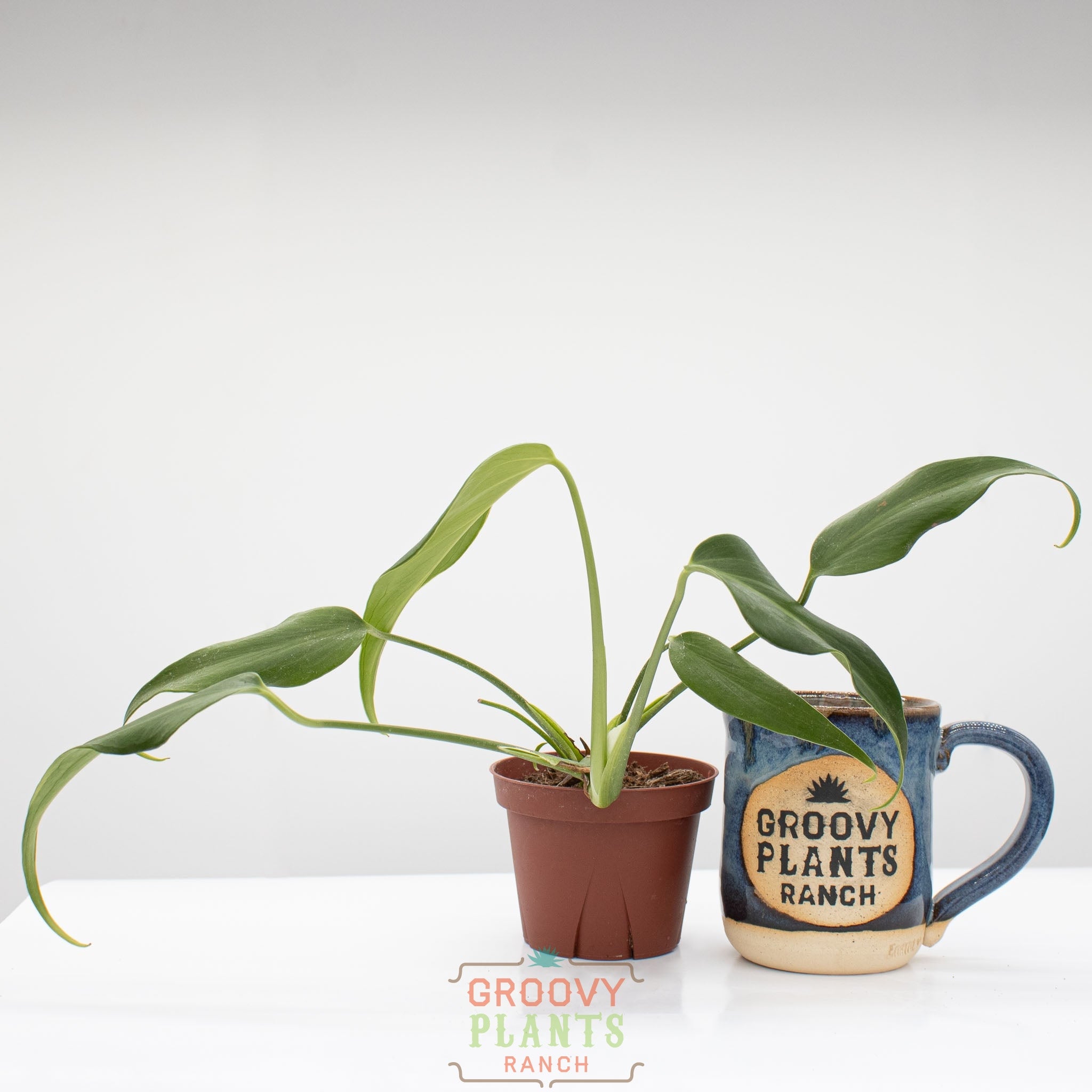 Monstera Burle Marx Flame – The Groovy Plants Ranch LLC