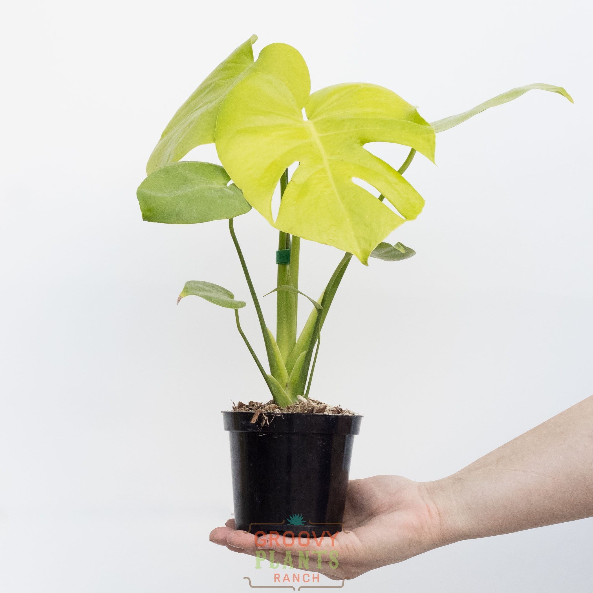 モンステラ Monstera Deliciosa 'Lemon Lime' – The Groovy Plants Ranch LLC