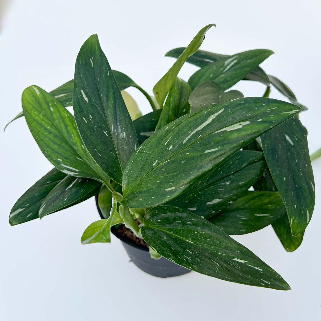 Monstera Cobra | Monstera Standeleyana Variegata