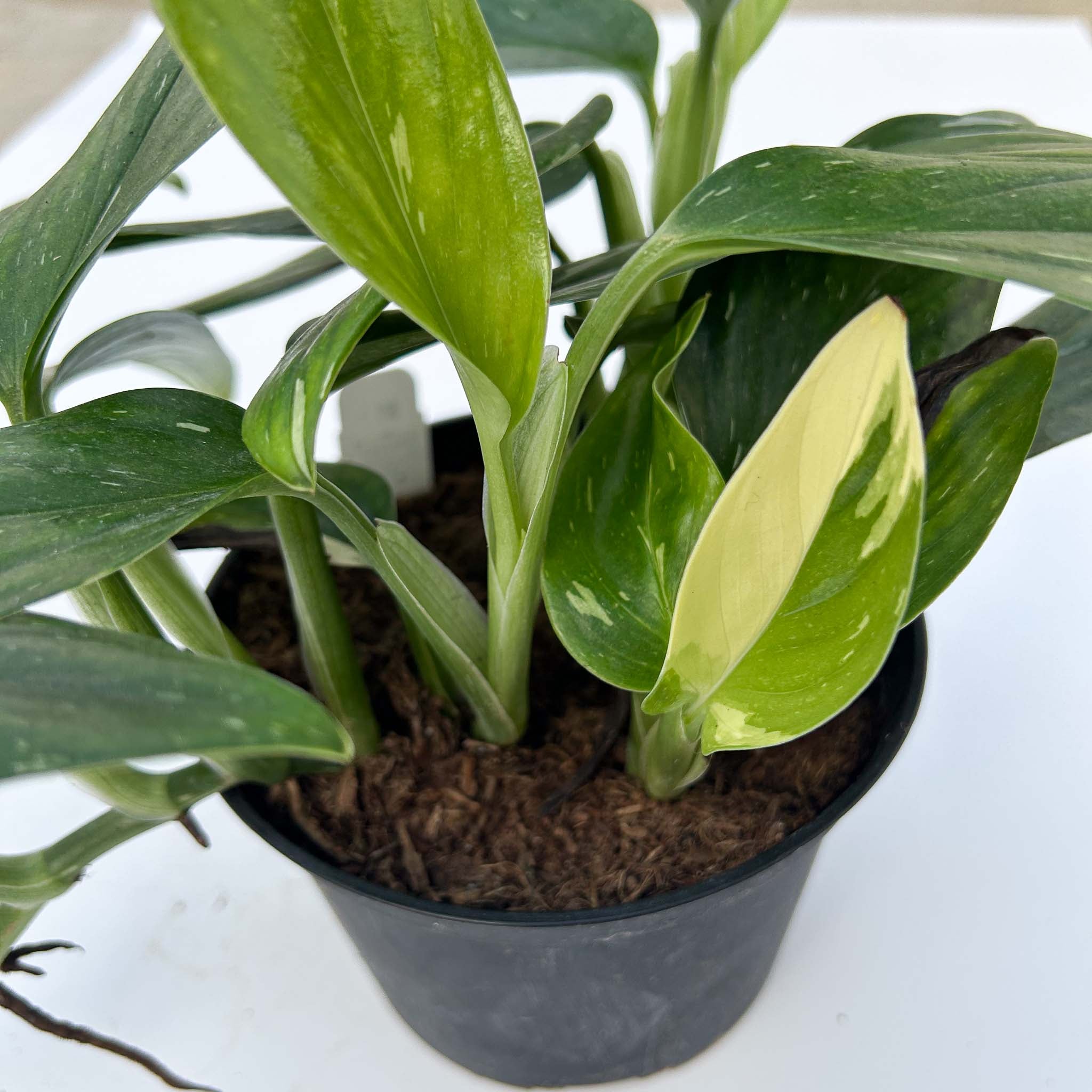 Philodendron Cobra | Monstera Standeleyana