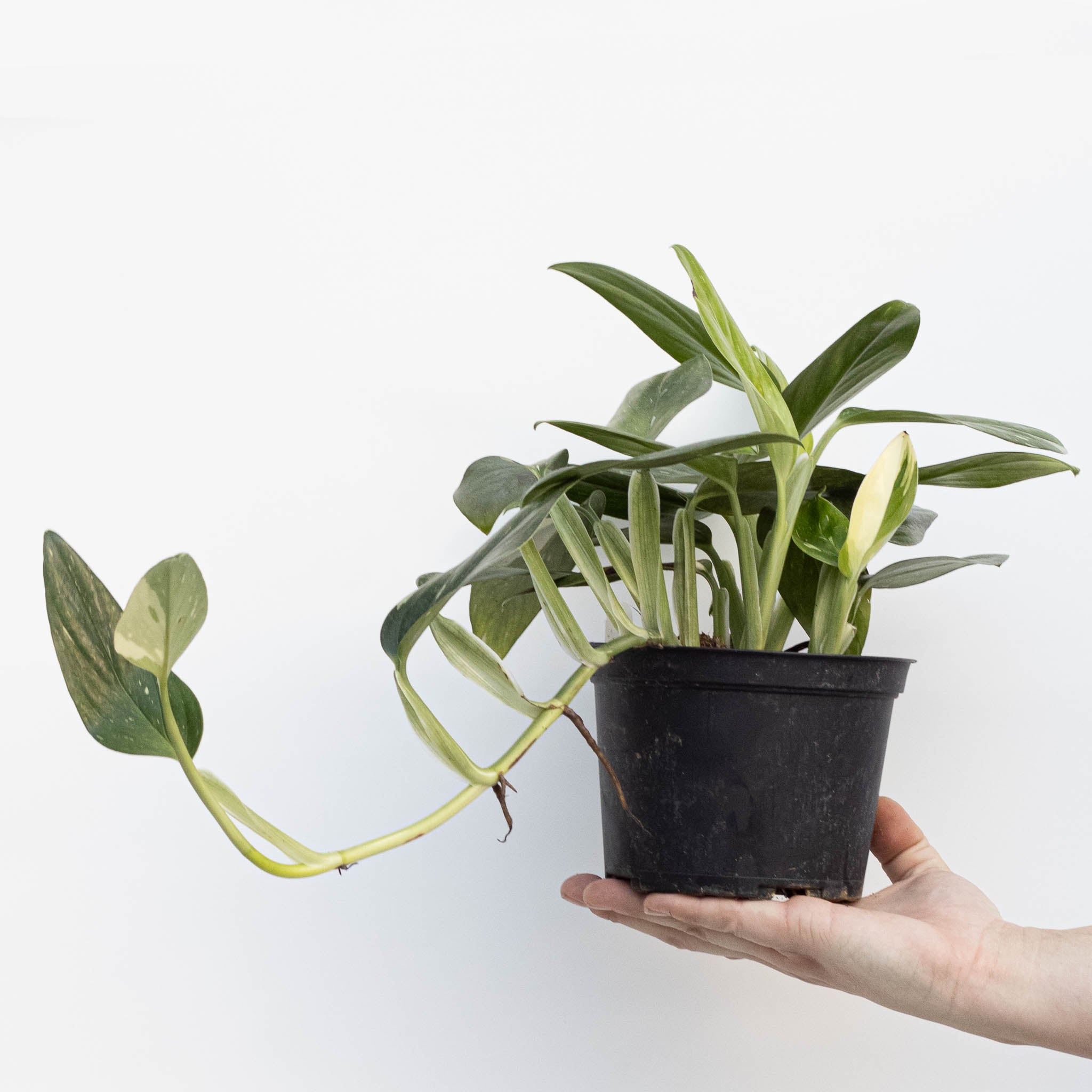 Monstera Cobra | Monstera Standeleyana Variegata