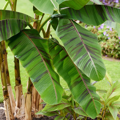 'Ever Red' Winter Hardy Banana