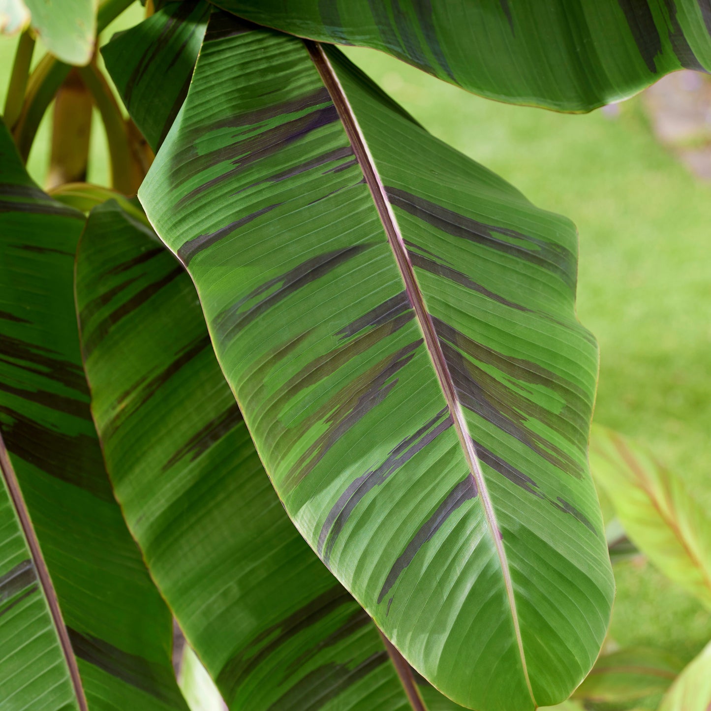 'Ever Red' Winter Hardy Banana