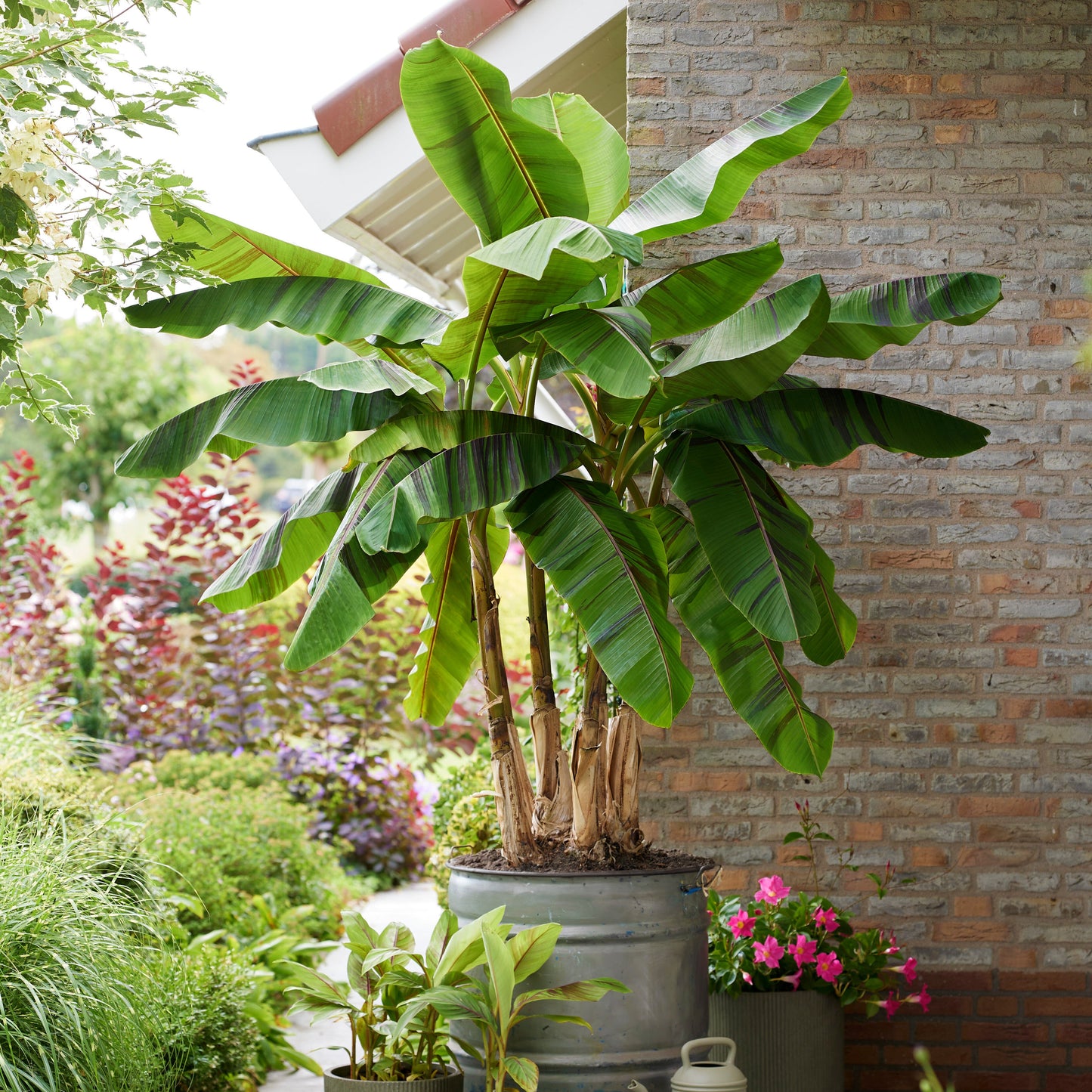 'Ever Red' Winter Hardy Banana