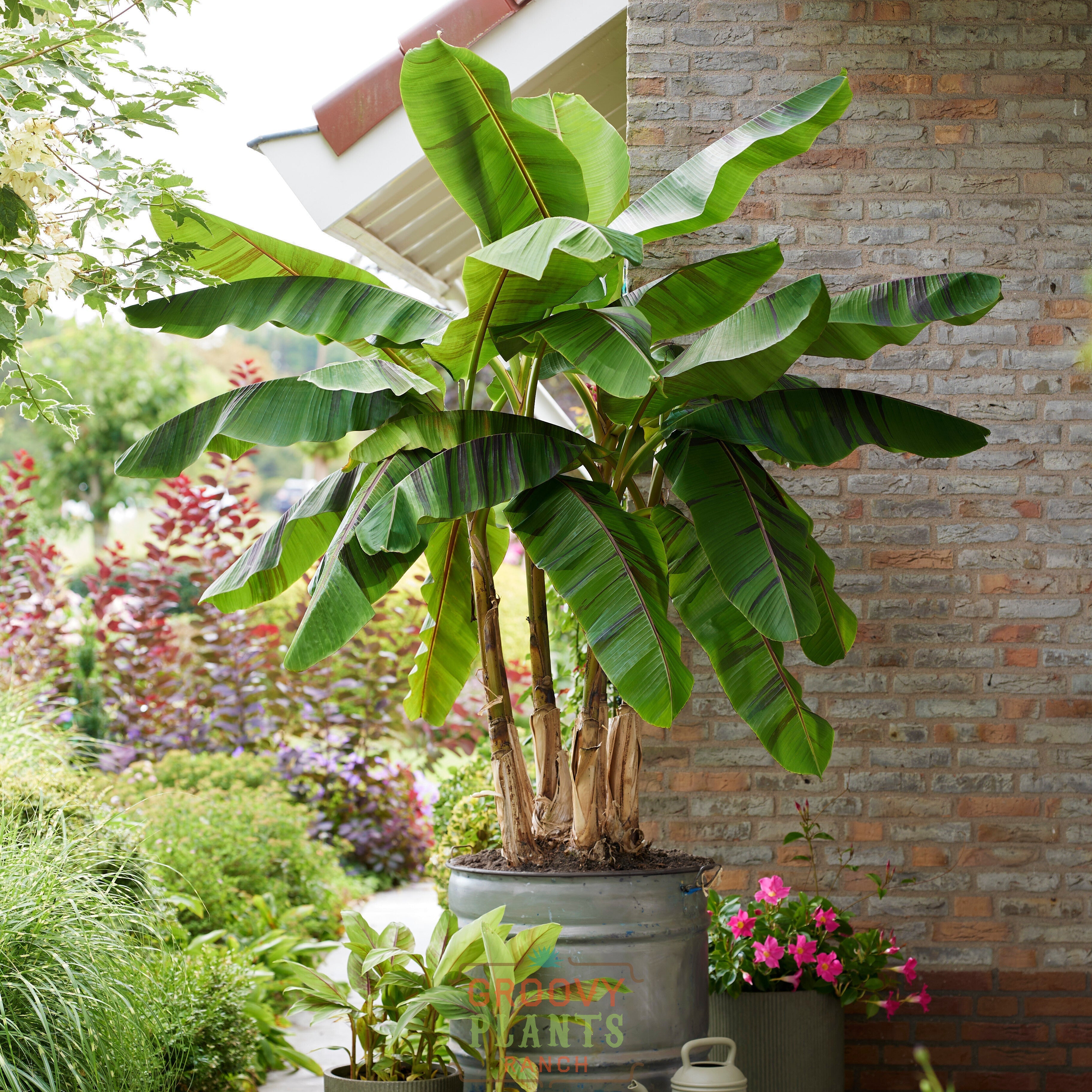 'Ever Red' Winter Hardy Banana
