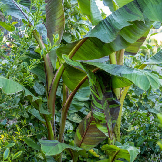 'Ever Red' Winter Hardy Banana