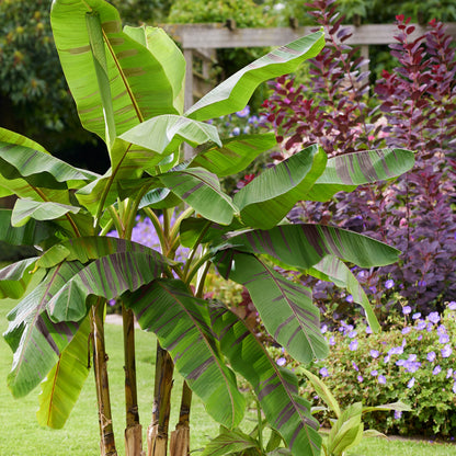 'Ever Red' Winter Hardy Banana