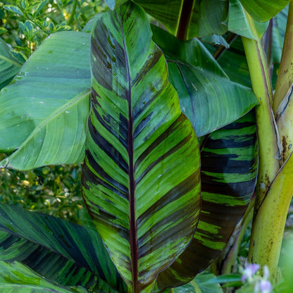 'Ever Red' Winter Hardy Banana