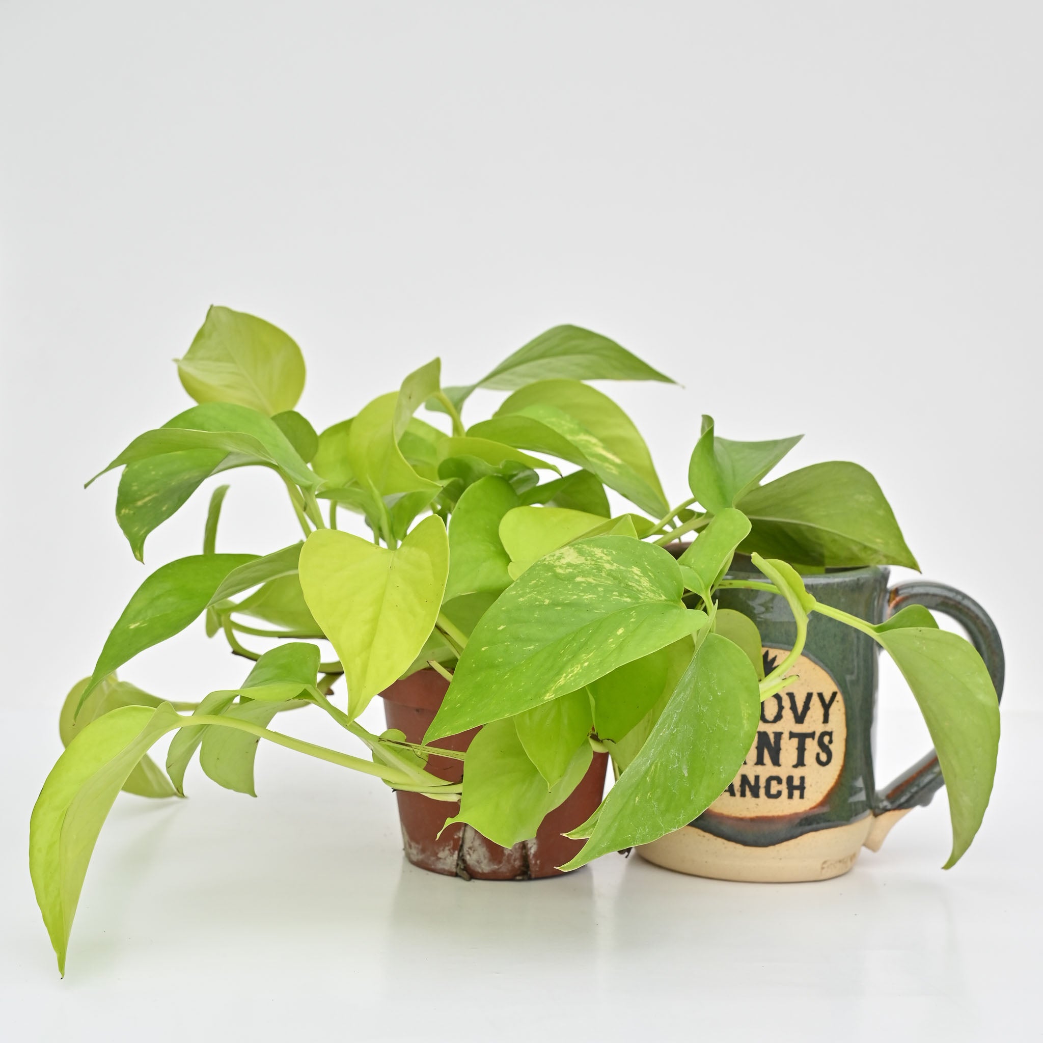 Cebu Blue Pothos | Epipremnum pinnatum 'Cebu Blue'