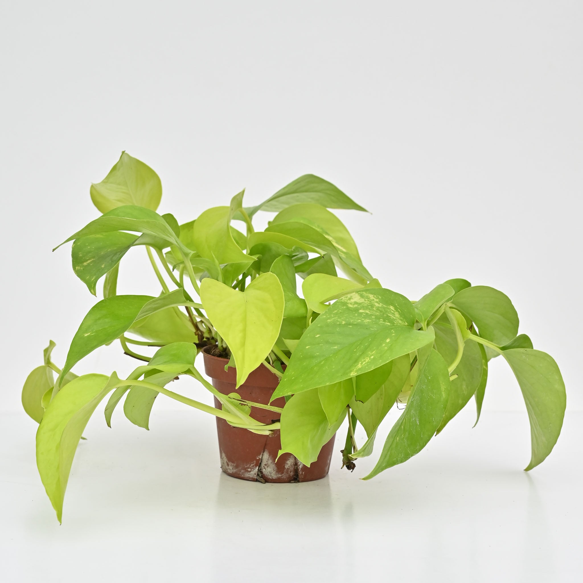 Cebu Blue Pothos | Epipremnum pinnatum 'Cebu Blue'