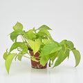 Neon Pothos | Epipremnum aureum 'Neon'