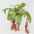 Pitcher Plant | Nepenthes 'Alata'