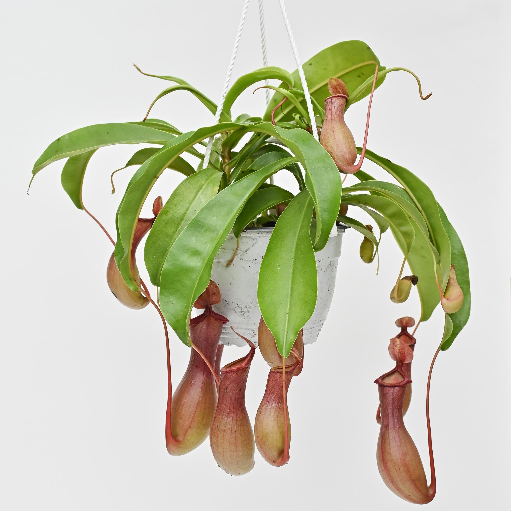 Pitcher Plant | Nepenthes 'Alata'