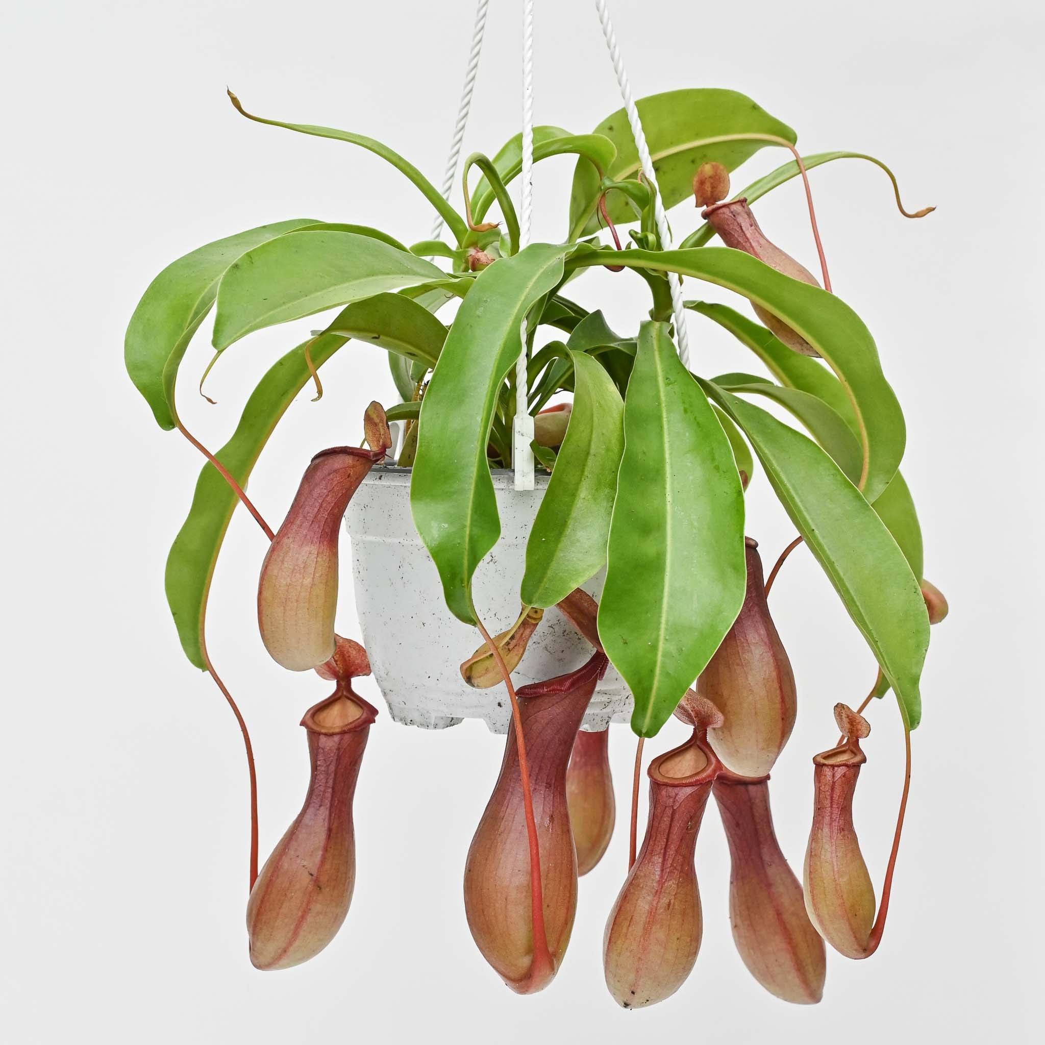 Pitcher Plant | Nepenthes 'Alata'
