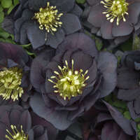 Helleborus 'New York Night'
