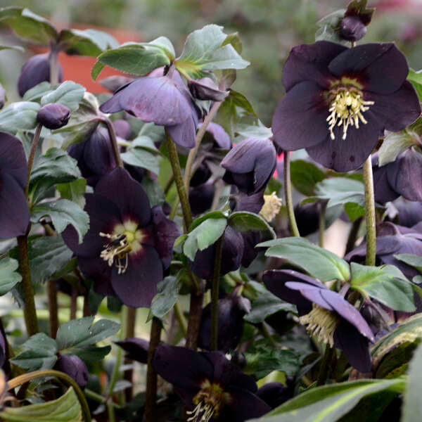 Helleborus 'New York Night'