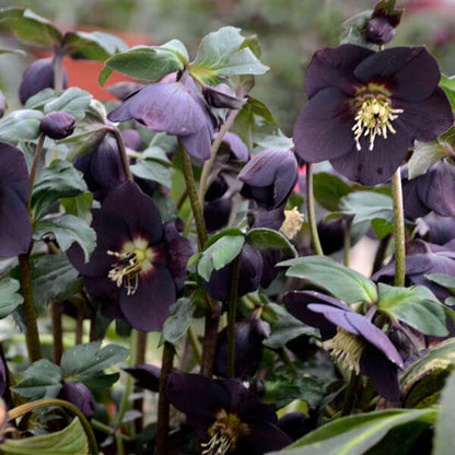 Helleborus 'New York Night'